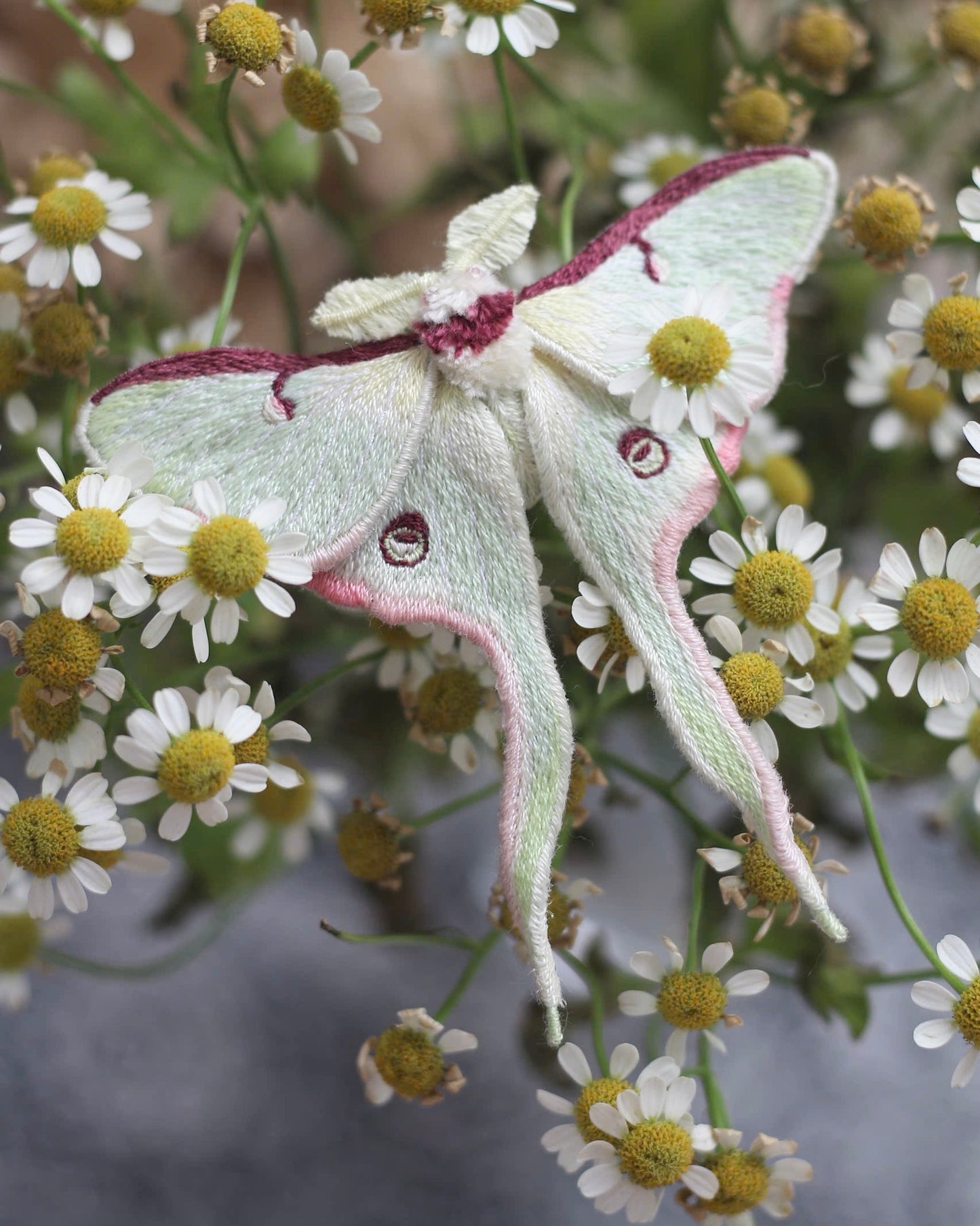Actias luna